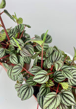 Load image into Gallery viewer, Peperomia Piccolo Banda
