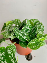 Load image into Gallery viewer, Scindapsus Pictus 6''
