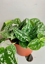 Load image into Gallery viewer, Scindapsus Pictus 6''
