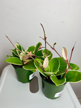 Load image into Gallery viewer, Hoya Krimson Queen 4"

