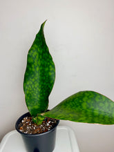 Load image into Gallery viewer, Whale Fin Sansieveria 6”
