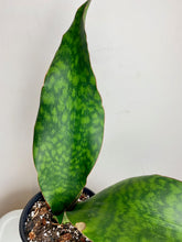 Load image into Gallery viewer, Whale Fin Sansieveria 6”
