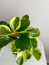 Load image into Gallery viewer, Peperomia Variegata 4"
