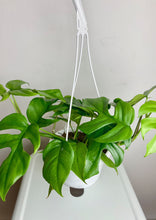 Load image into Gallery viewer, Rhaphidophora Tetrasperma Hanging Basket
