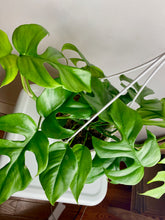 Load image into Gallery viewer, Rhaphidophora Tetrasperma Hanging Basket

