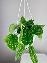 Load image into Gallery viewer, Scindapsus Pictus 4.5"

