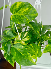 Load image into Gallery viewer, Golden Pothos 6"
