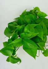 Load image into Gallery viewer, Jade Pothos 6"
