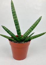 Load image into Gallery viewer, Fernwood Snake Plant
