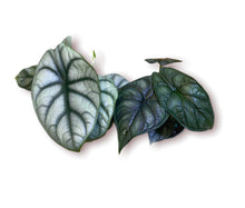 Load image into Gallery viewer, Alocasia Dragon Scale 4"
