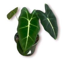 Load image into Gallery viewer, Alocasia Frydek 4"
