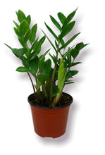 Load image into Gallery viewer, ZZ Plant 6"
