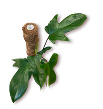 Load image into Gallery viewer, Philodendron Florida Green 1 QT
