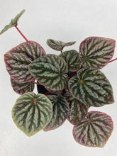 Load image into Gallery viewer, Peperomia Ripple Red
