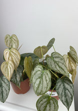 Load image into Gallery viewer, Philodendron Brandi 4”

