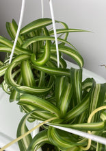 Load image into Gallery viewer, Bonnie Spider Plant 4.5”
