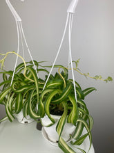 Load image into Gallery viewer, Bonnie Spider Plant 4.5”
