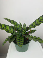 Load image into Gallery viewer, Calathea Rattlesnake 6”

