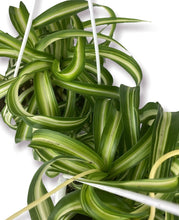 Load image into Gallery viewer, Bonnie Spider Plant 4.5”
