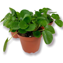 Load image into Gallery viewer, Chinese Money Plant 4"
