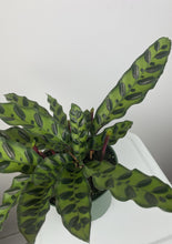 Load image into Gallery viewer, Calathea Rattlesnake 6”
