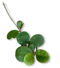 Load image into Gallery viewer, Hoya Obovata
