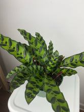 Load image into Gallery viewer, Calathea Rattlesnake 6”
