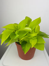 Load image into Gallery viewer, Neon Pothos 6"
