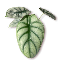 Load image into Gallery viewer, Alocasia Silver Dragon 4"
