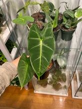 Load image into Gallery viewer, Alocasia Frydek 4"
