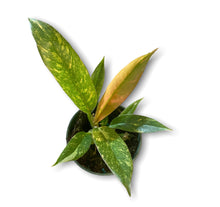 Load image into Gallery viewer, Philodendron Ring of Fire 4”
