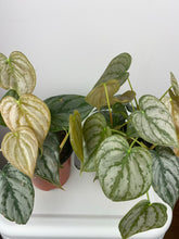 Load image into Gallery viewer, Philodendron Brandi 4”
