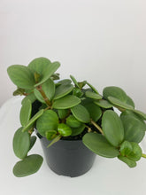 Load image into Gallery viewer, 4" Peperomia Hope
