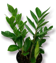 Load image into Gallery viewer, ZZ Plant 6"
