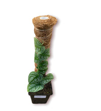 Load image into Gallery viewer, Monstera Dubia Pole 1 QT
