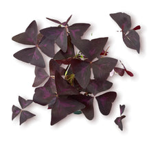 Load image into Gallery viewer, Oxalis 4"

