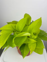 Load image into Gallery viewer, Neon Pothos 6"

