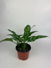 Load image into Gallery viewer, Aglaonema Maria 6"
