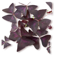Load image into Gallery viewer, Oxalis 4"
