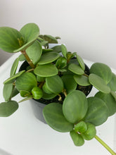 Load image into Gallery viewer, 4" Peperomia Hope
