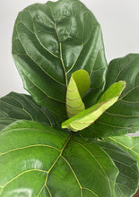 Load image into Gallery viewer, Fiddle Leaf Fig 6”
