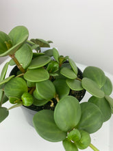 Load image into Gallery viewer, 4" Peperomia Hope
