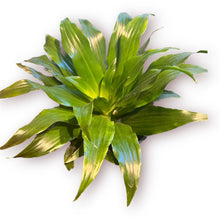 Load image into Gallery viewer, Dracaena Compacta 4”
